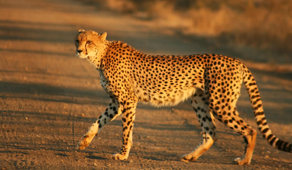 [صورة: 1-Cheetah.jpg]