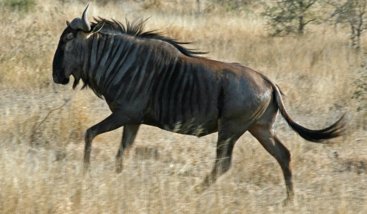 [صورة: 3-Bakar-Barry-Gnu.jpg]