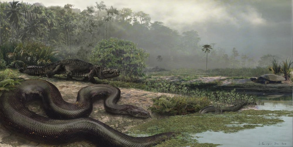 [صورة: __________________-Titanoboa-Cerrejonensis.jpg]