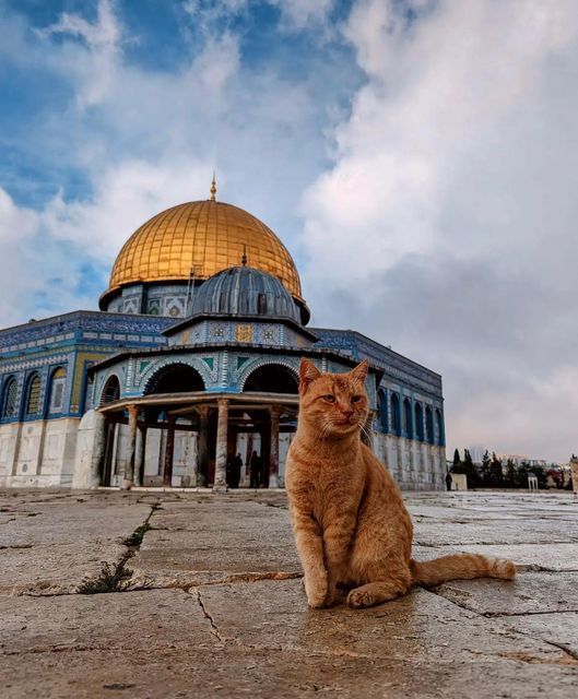 [Image: اقص_1.jpg]