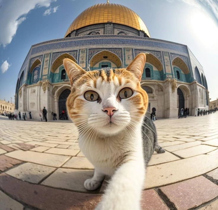 [Image: سلفي_1.jpg]